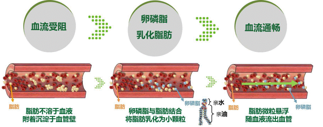 磷脂与人类健康的前世今生缘
