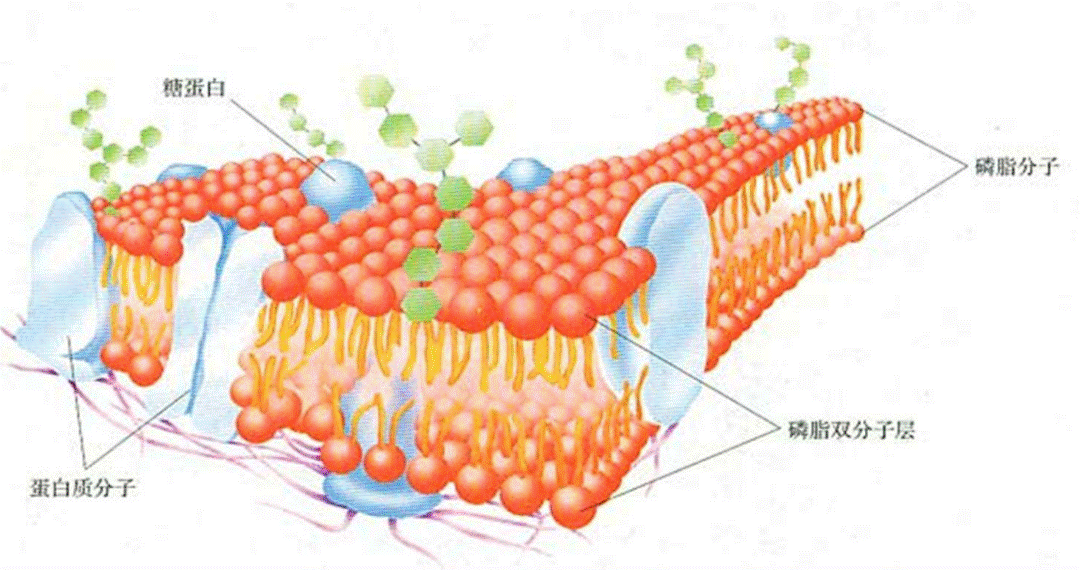 红细胞膜的磷脂中约20~30%为神经鞘磷脂.