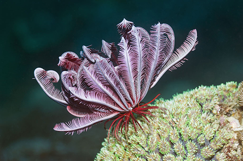 生活于海里,具多条腕足,身体呈花状,表面有石灰质的壳,由于长得像植物