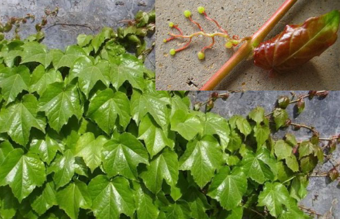 爬山虎(图片来源于网络)