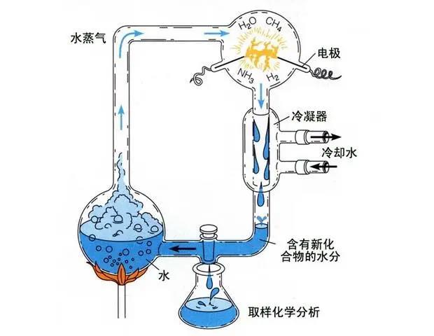 孟德尔实验过程图片