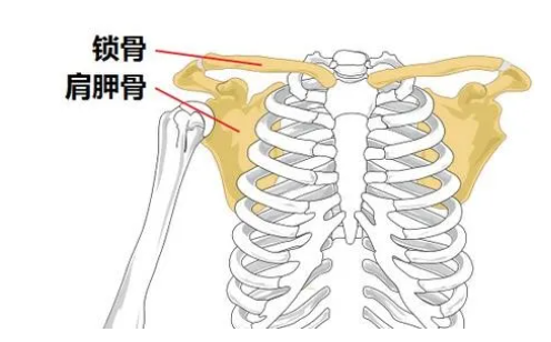 锁骨下面骨头图片