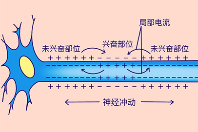 动作电位产生图片