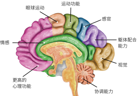 正中神经支配的区域图图片