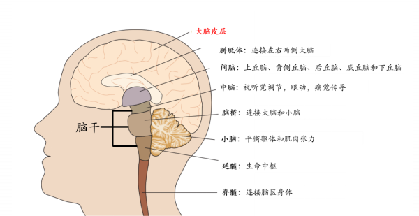 人脑结构图和部位名称图片