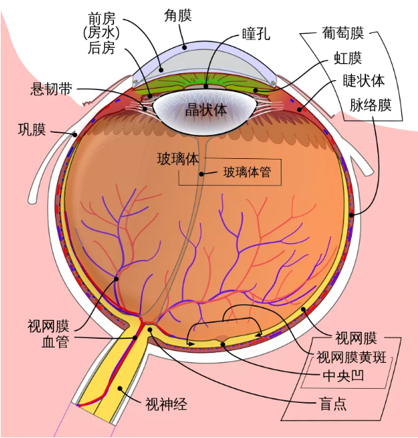 眼睛构造卡通图片图片