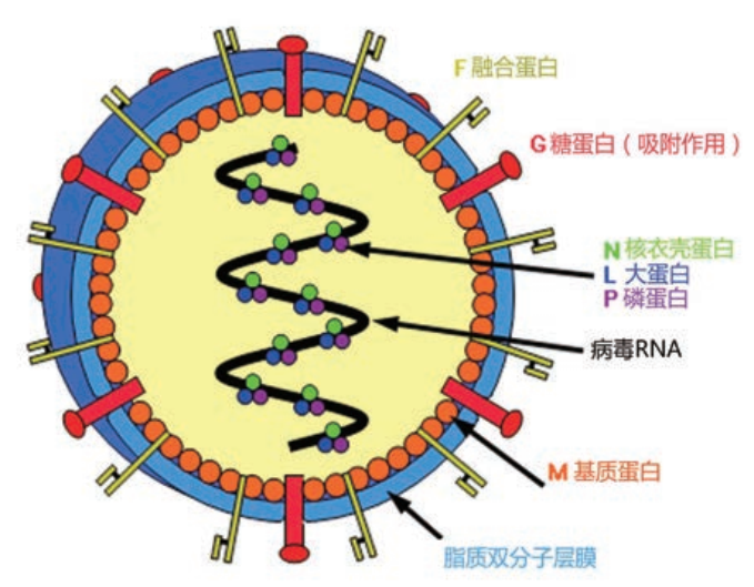 图1 病毒结构.png
