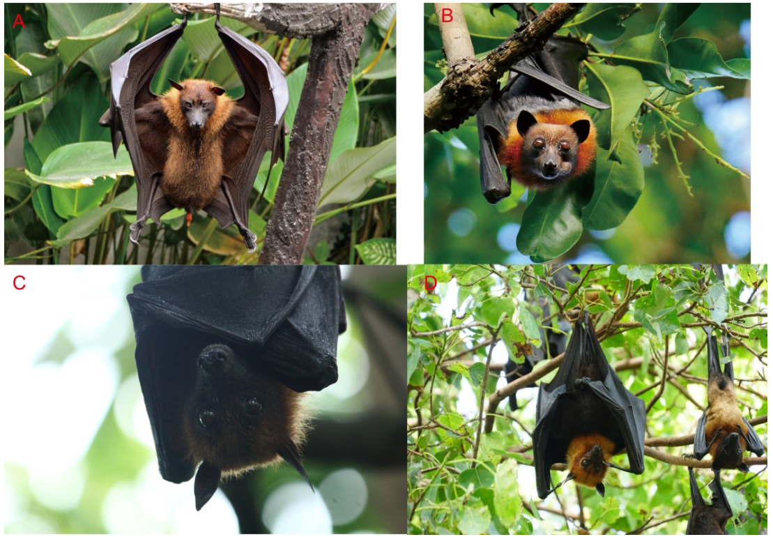 图2  NiV重要自然宿主.png