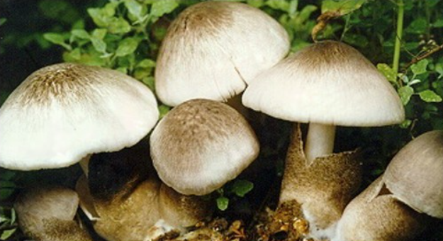 1770950065955346.png 1.png